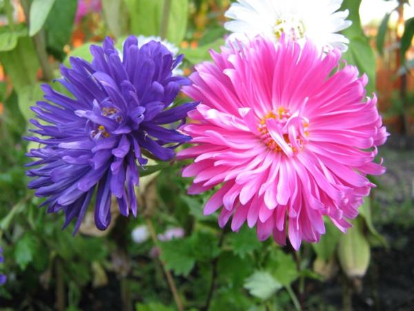 συμβολισμός λουλουδιών asters μοβ ροζ τύχη