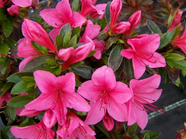λουλούδια συμβολισμός αζαλέες ροζ πάθος