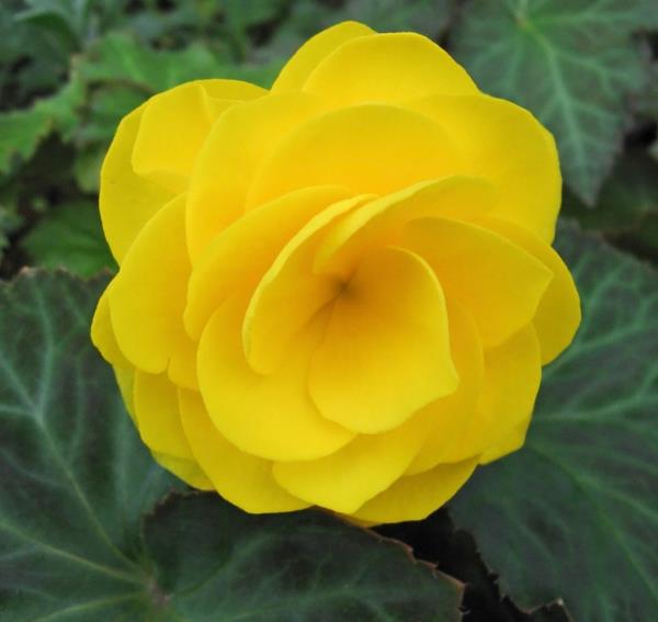 συμβολισμός λουλουδιών μπιγκόνια μεγάλη διάρκεια ζωής κίτρινο