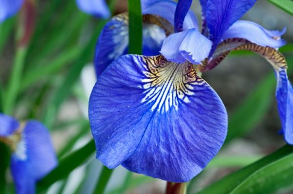λουλούδι ίριδας μπλε φυτά κήπου