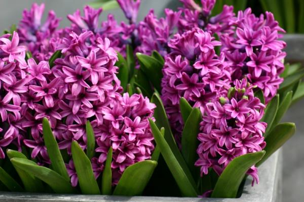 λουλούδια συμβολισμός υάκινθοι μοβ όμορφη διακόσμηση