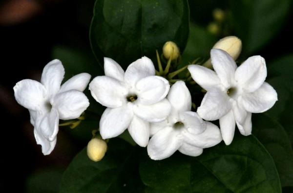 λουλούδια συμβολισμός γιασεμί λευκά λουλούδια