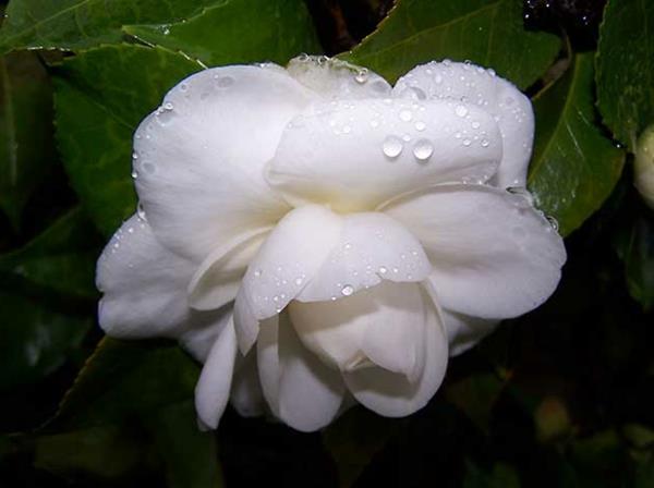 λουλούδια συμβολισμός καμέλια λευκές όμορφες ιδέες ντεκό
