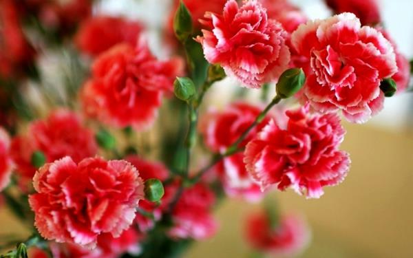 λουλούδια συμβολισμός γαρίφαλα κόκκινα φυτά
