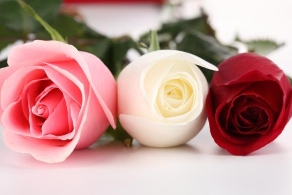 λουλούδια συμβολισμός τριαντάφυλλα χρώματα νόημα