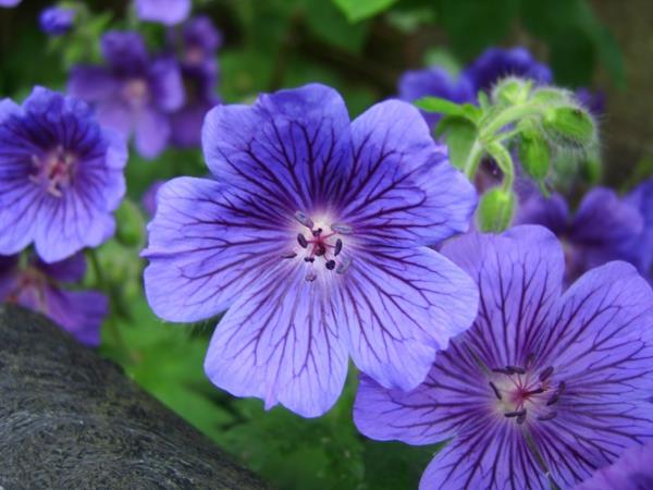 λουλούδια συμβολισμός cranesbills μωβ όμορφες ιδέες ντεκό