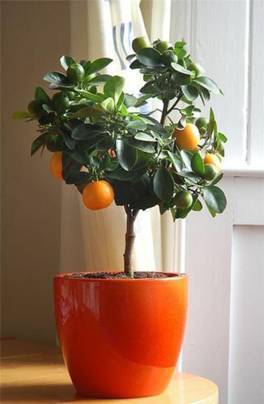 κουτί λουλουδιών φυτό πορτοκαλί γυαλάδα