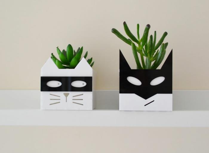 γλάστρες φυτά εσωτερικού χώρου παχύφυτα γάτα tomcat μαύρο άσπρο