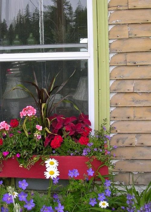 κουτιά λουλουδιών στο παράθυρο πολύχρωμο μίγμα ροζ-κόκκινο