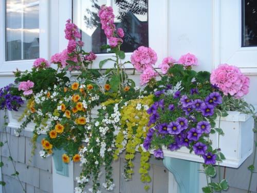 κουτιά λουλουδιών που κρέμονται στο παράθυρο πολύχρωμο μεγαλείο