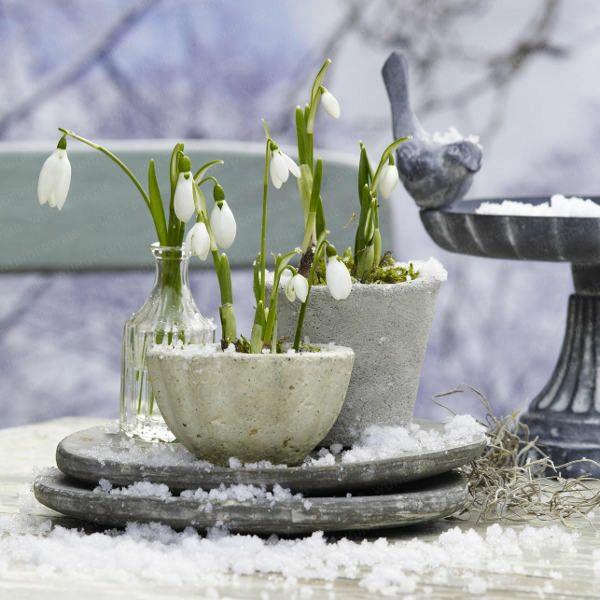 βολβοί λουλουδιών κεραμικό μπολ λευκά χειμερινά φυτά πρωτότυπα