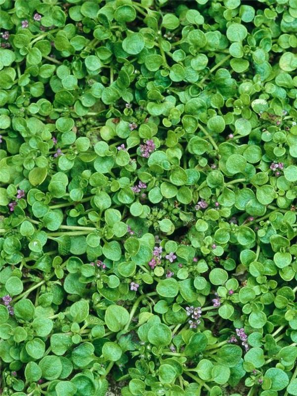 σχεδιασμός κάλυψης εδάφους mentha requieni κήπος