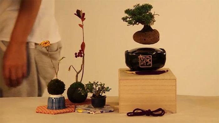 μπονσάι δέντρο αέρος ιαπωνικό έργο