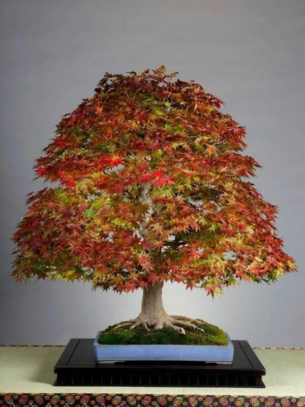 μπονσάι δέντρο φθινόπωρο όμορφες ιδέες διακόσμησης