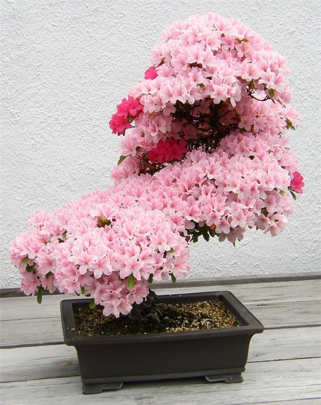 μπονσάι δέντρα αζαλέα λουλούδια ροζ