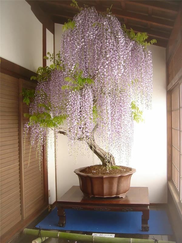 μπονσάι δέντρα wisteria μπαμπού περσίδες παραθύρων