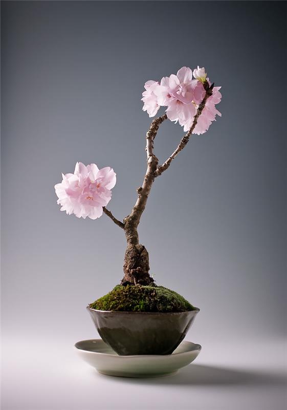 μπονσάι δέντρα sakura κεράσι μίνι ροζ λουλούδια