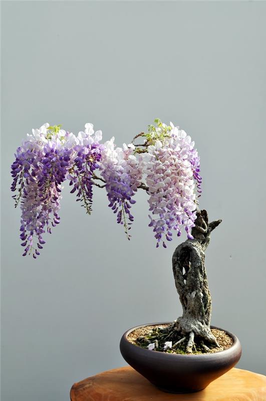 δέντρα μπονσάι wisteria wisteria μίνι δέντρο