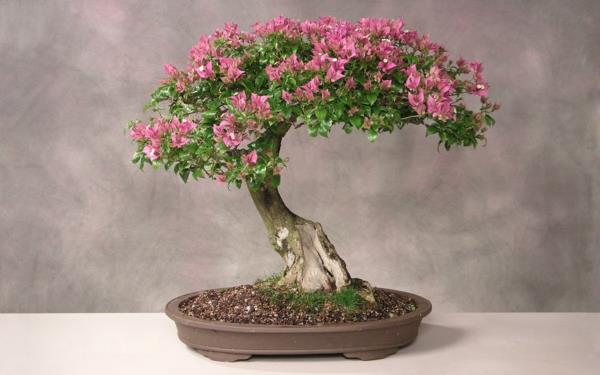 μπονσάι φυτά όμορφες ιδέες διακόσμησης ροζ λουλουδιών