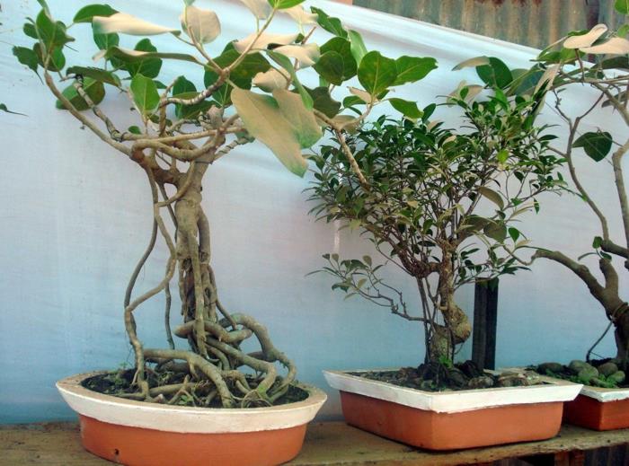 μπονσάι φροντίδα δέντρων που ταιριάζουν φυτά δοχεία ιδέες διακόσμησης