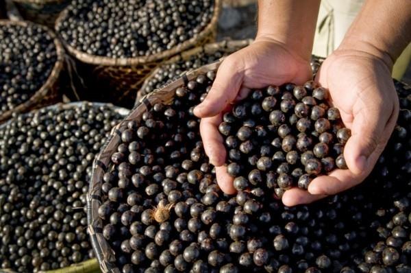 Βραζιλιάνικο μούρο acai
