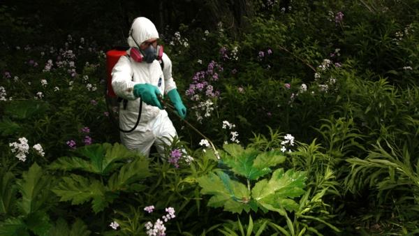 Καταπολέμηση του hogweed