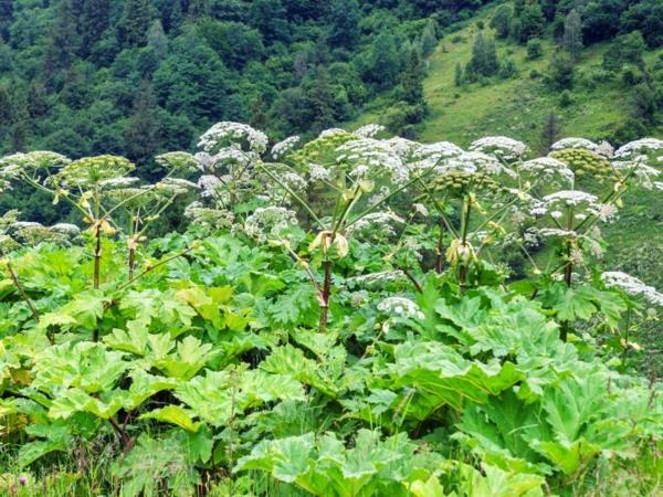 γιγαντιαίο φυτό hogweed επικίνδυνο