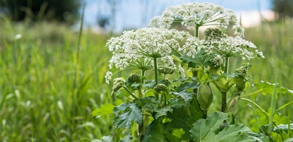 hogweed heracleum φυτό δηλητηριώδες