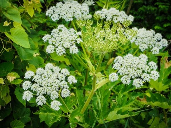 φυτό hogweed δηλητηριώδες