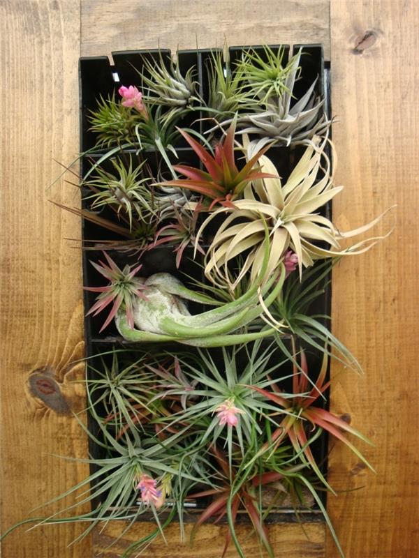 bromeliad για εσωτερικούς χώρους δημιουργεί μια όμορφη εξωτική εμφάνιση