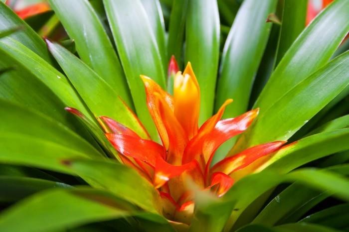 bromeliad για το εσωτερικό με ασυνήθιστα φύλλα και όμορφα λουλούδια