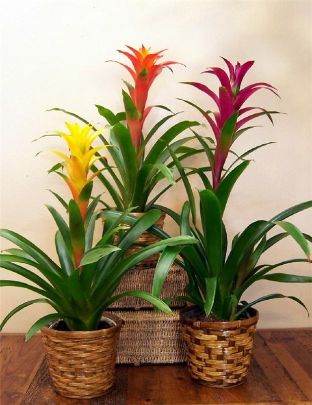 bromeliad κάνει κάθε σπίτι πιο όμορφο