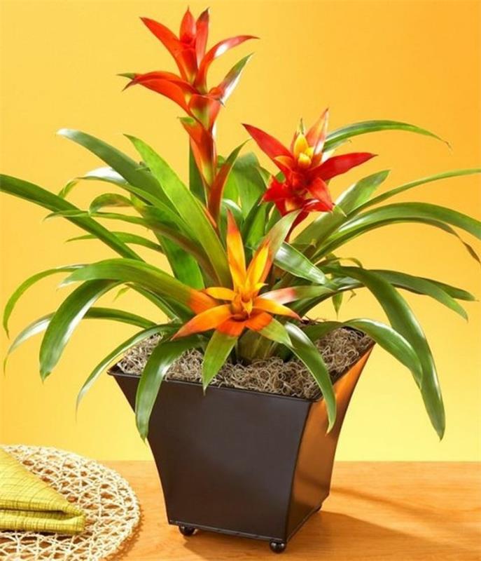 bromeliad με πολλά λουλούδια