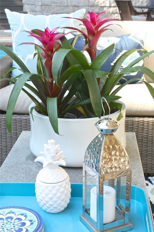 bromeliad tips για πότισμα και λίπανση