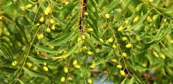 Οι σκώροι πυξάρι παλεύουν με ζωμό neem