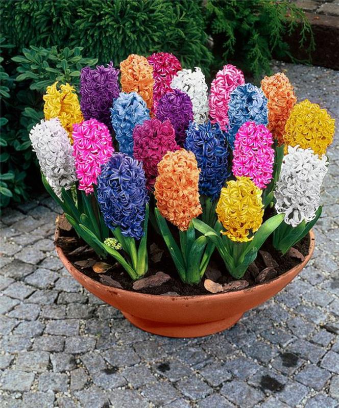 ζωηρόχρωμοι κήποι υάκινθοι Hyacinthus orientalis όμορφα ανοιξιάτικα λουλούδια εικόνες