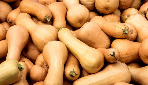 butternut κολοκύθα βρώσιμες ποικιλίες κολοκύθας