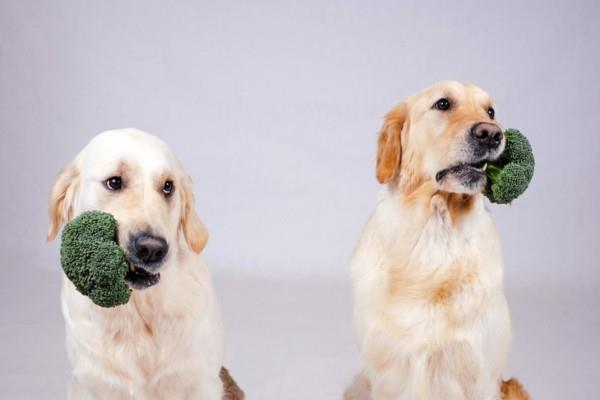 Το μπρόκολο τρώει σκυλιά με θρεπτικά συστατικά με ακατέργαστο νερό