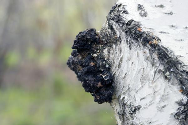 μανιτάρι chaga στη σημύδα