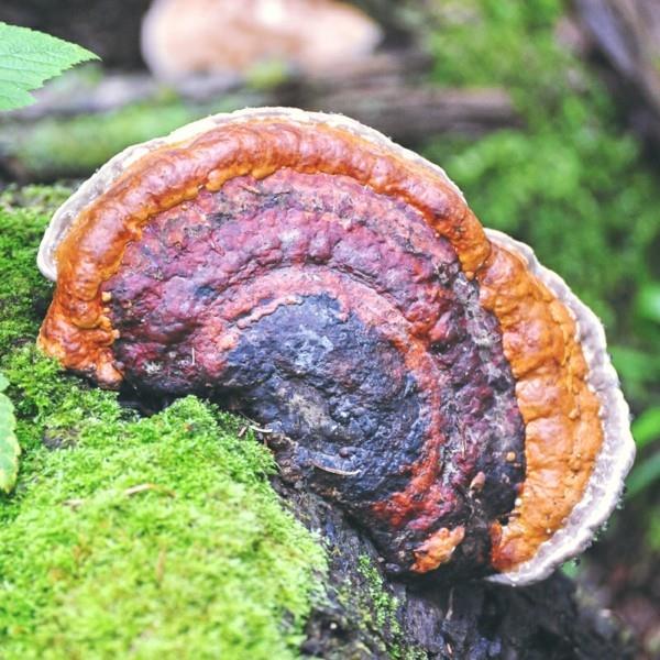 μανιτάρια chaga adaptogens υγιή