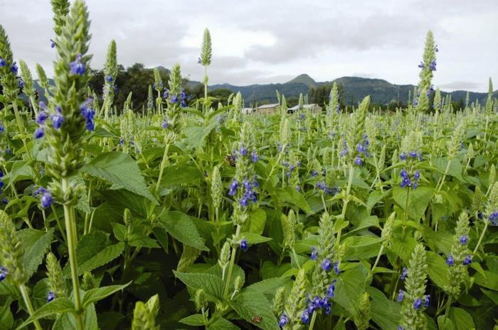 αγοράστε σπόρους chia Salvia Hispanica chia φυτικά αποτελέσματα