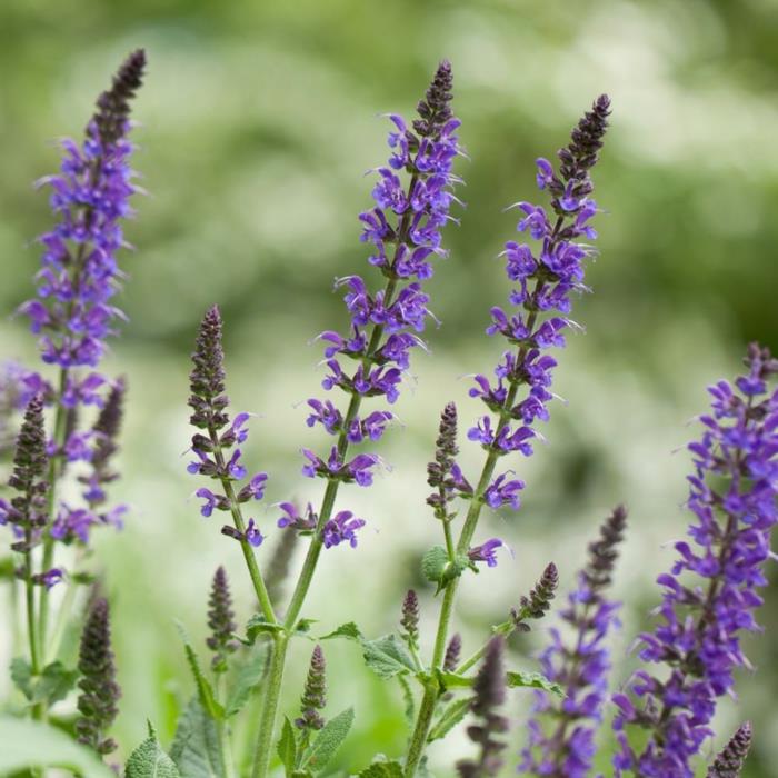 αγοράστε σπόρους chia φυτό chia Salvia hispanica