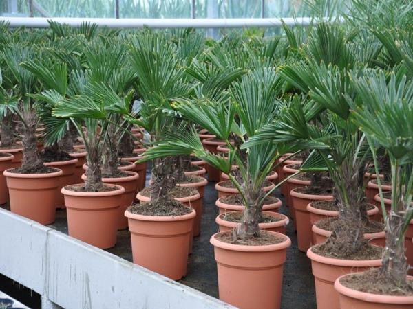 κινεζική κάνναβη φροντίδα φοίνικα εσωτερικές παλάμες είδη φοινίκων νεαρά φυτά