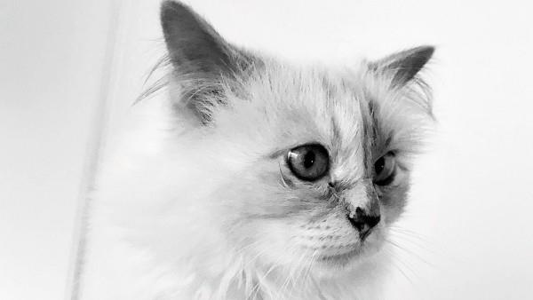 choupette trends karl lagerfeld