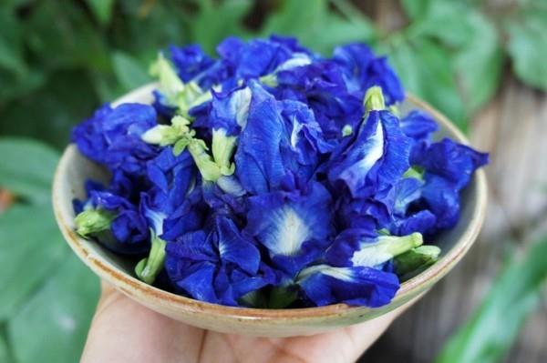 μπλε ποτό clitoria ternatea