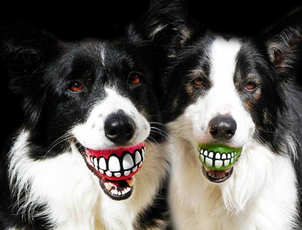 Ιδέες δώρων για σκυλιά χαμόγελο
