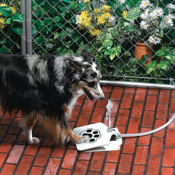 δροσερές ιδέες δώρων για σκύλους που πίνουν νερό