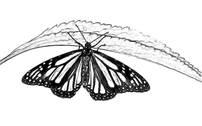 μάθετε να σχεδιάζετε δροσερά σχέδια άσκηση πεταλούδα ΝΕΟ