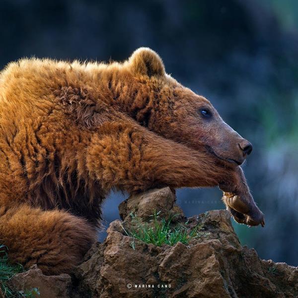 υπέροχες φωτογραφίες φωτογραφία άγρια ​​ζώα αρκούδα