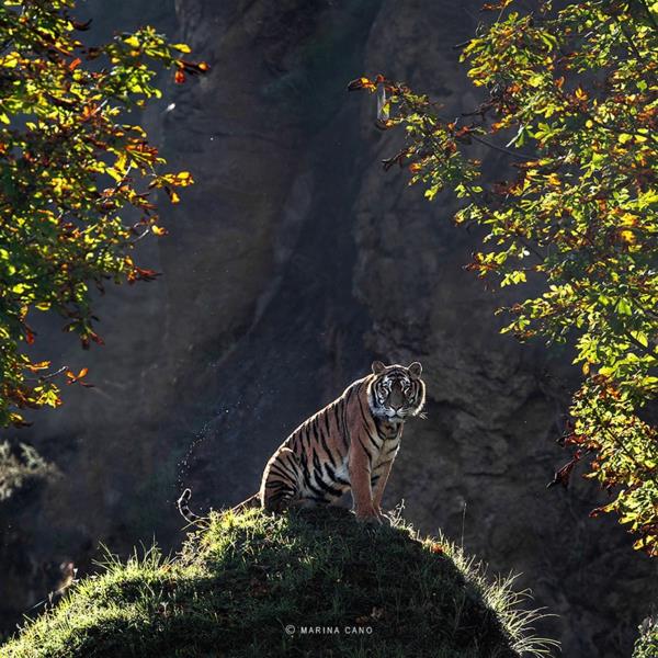 δροσερές φωτογραφίες φωτογραφία άγρια ​​ζώα τίγρη